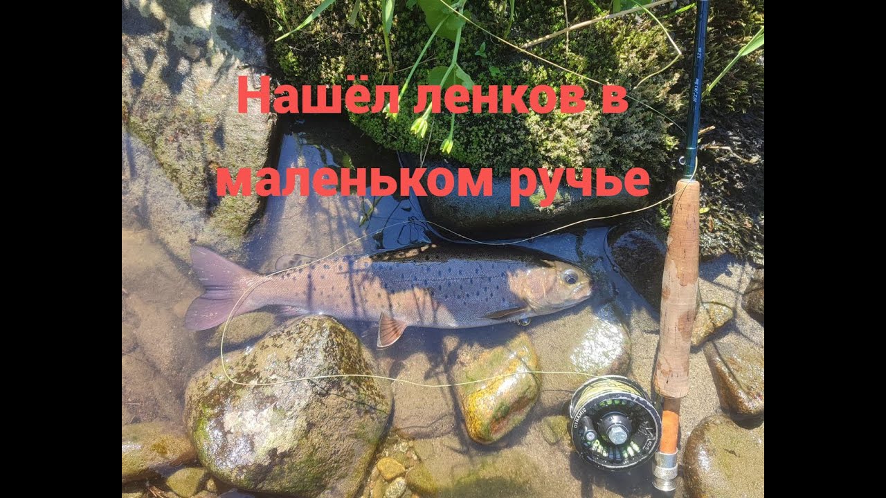 Нашёл ленков в маленьком ручье