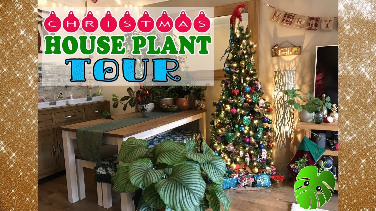 Welcome to my Home ❤️CHRISTMAS PLANT TOUR 🎄My Pet Birds 🐥