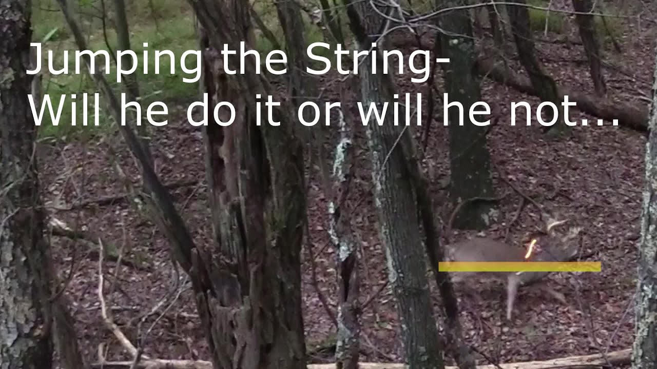 Jumping the String - Will he do it or will he not - Traditional Bowhunting