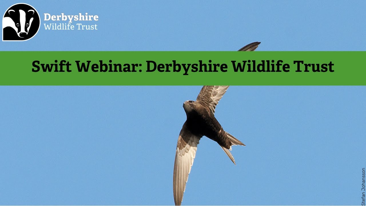 Swift Webinar: Derbyshire Wildlife Trust