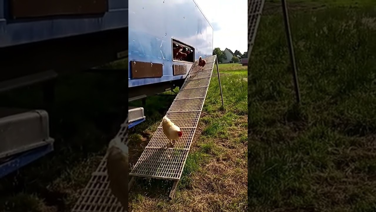 Boss zeigt den neuen Hühnern den Weg auf die Weide HallersDemeterWeidehenna Hühnermobil Mobilstall