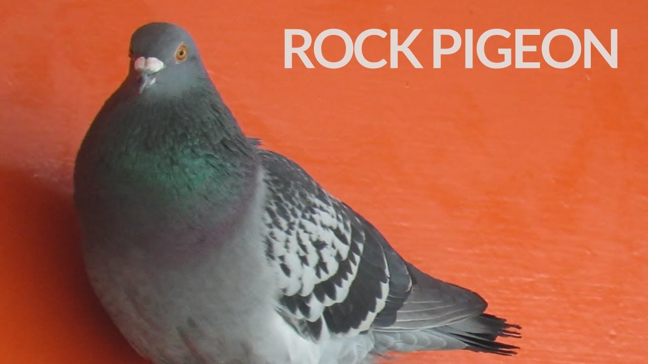 Rock Pigeons Living Under a Bridge 🕊橋の下に住むカワラバトたち