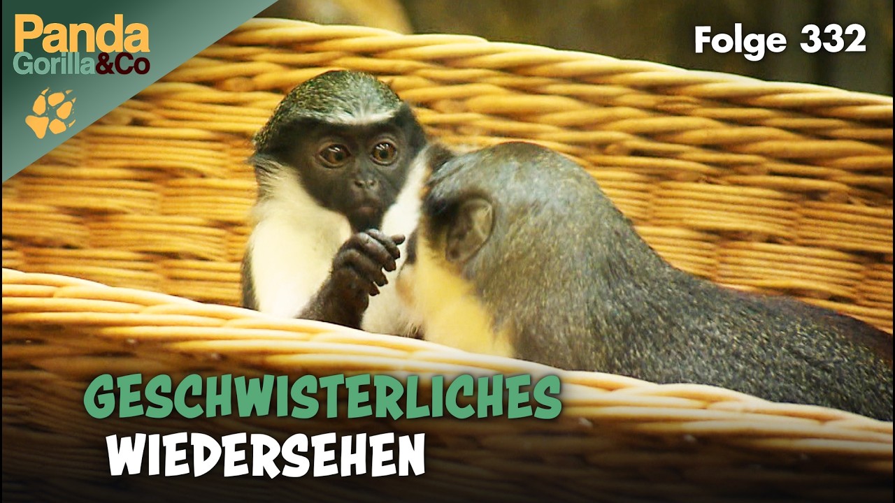 Die Dianameerkatzen-WG aus dem Zoo | Panda, Gorilla & Co.