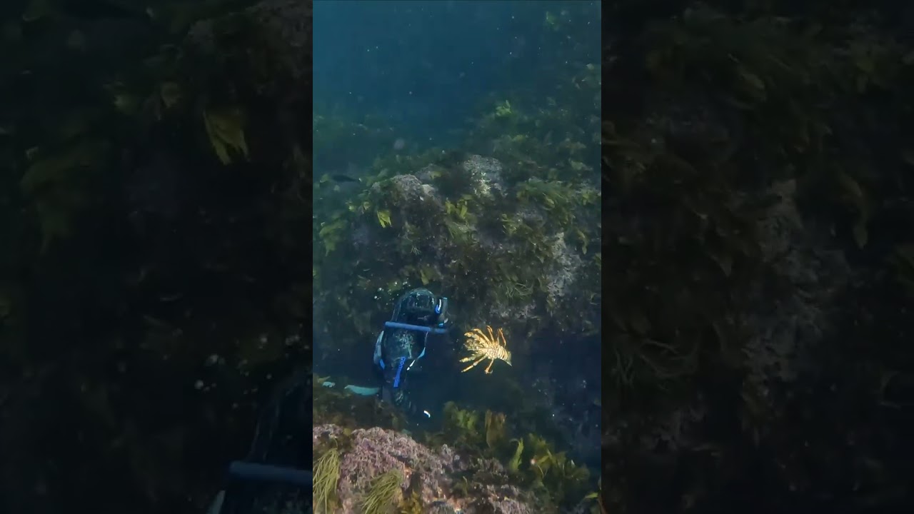 Catching a big Crayfish! #crayfish #freediving #fiordland #lobster