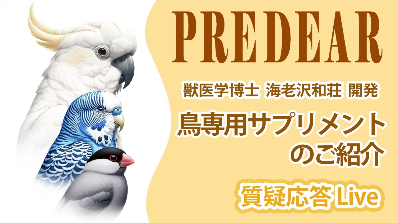 鳥専用サプリメント プレディアシリーズのご紹介【質疑応答ライブ】