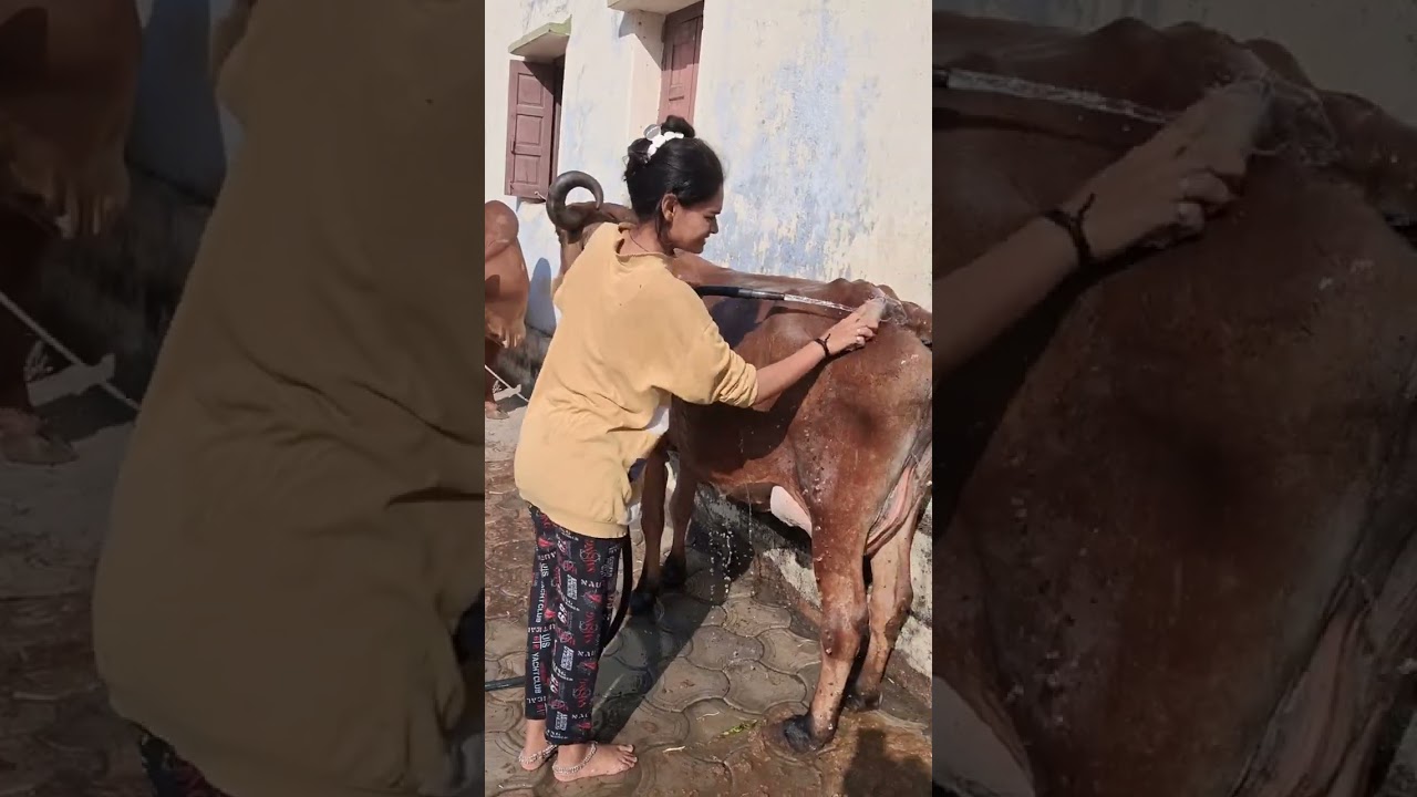 આજે પાછળ આખું ઢાળીયું ધોઈ નાખ્યું 🥳😌