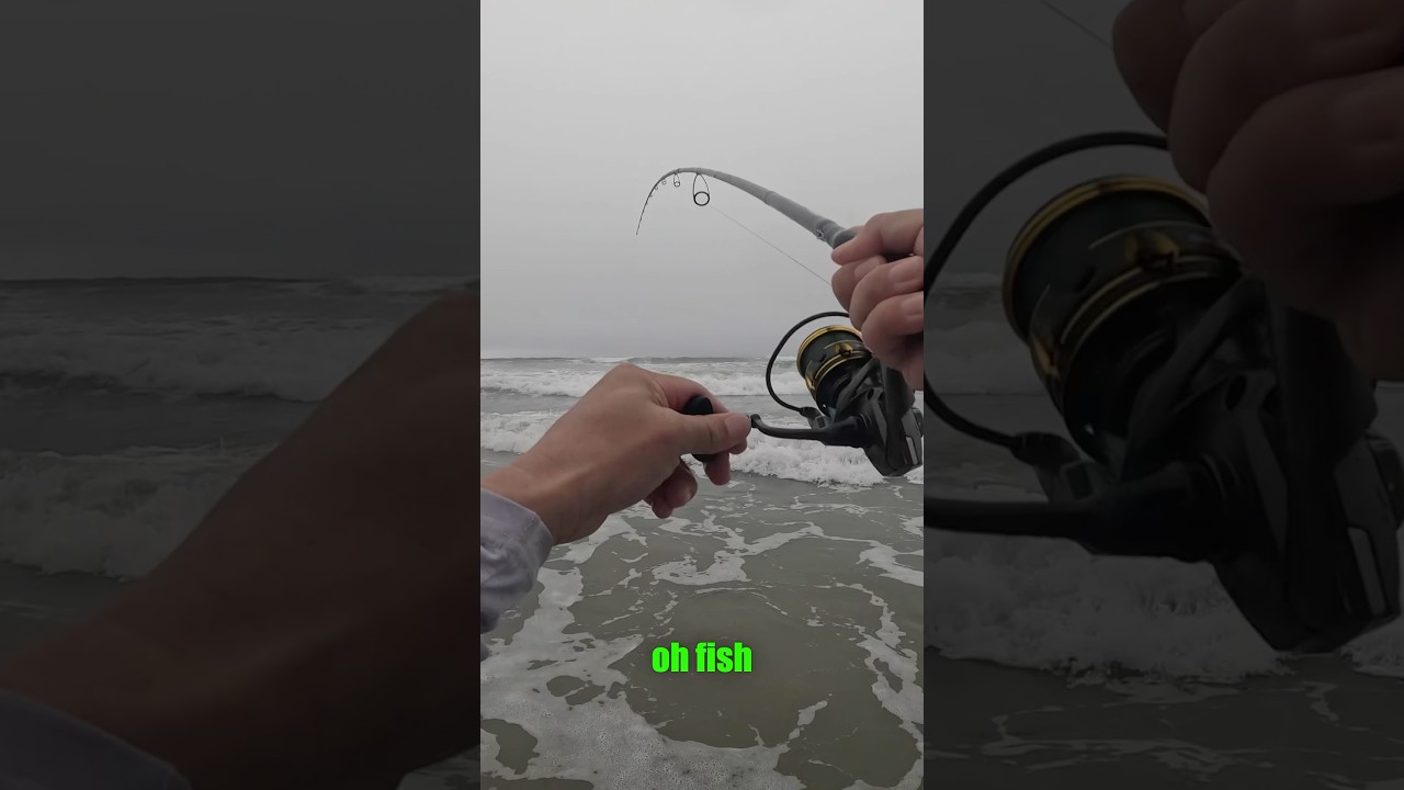 I used to hate catching this fish&hellip; [SoCal Surf Fishing]