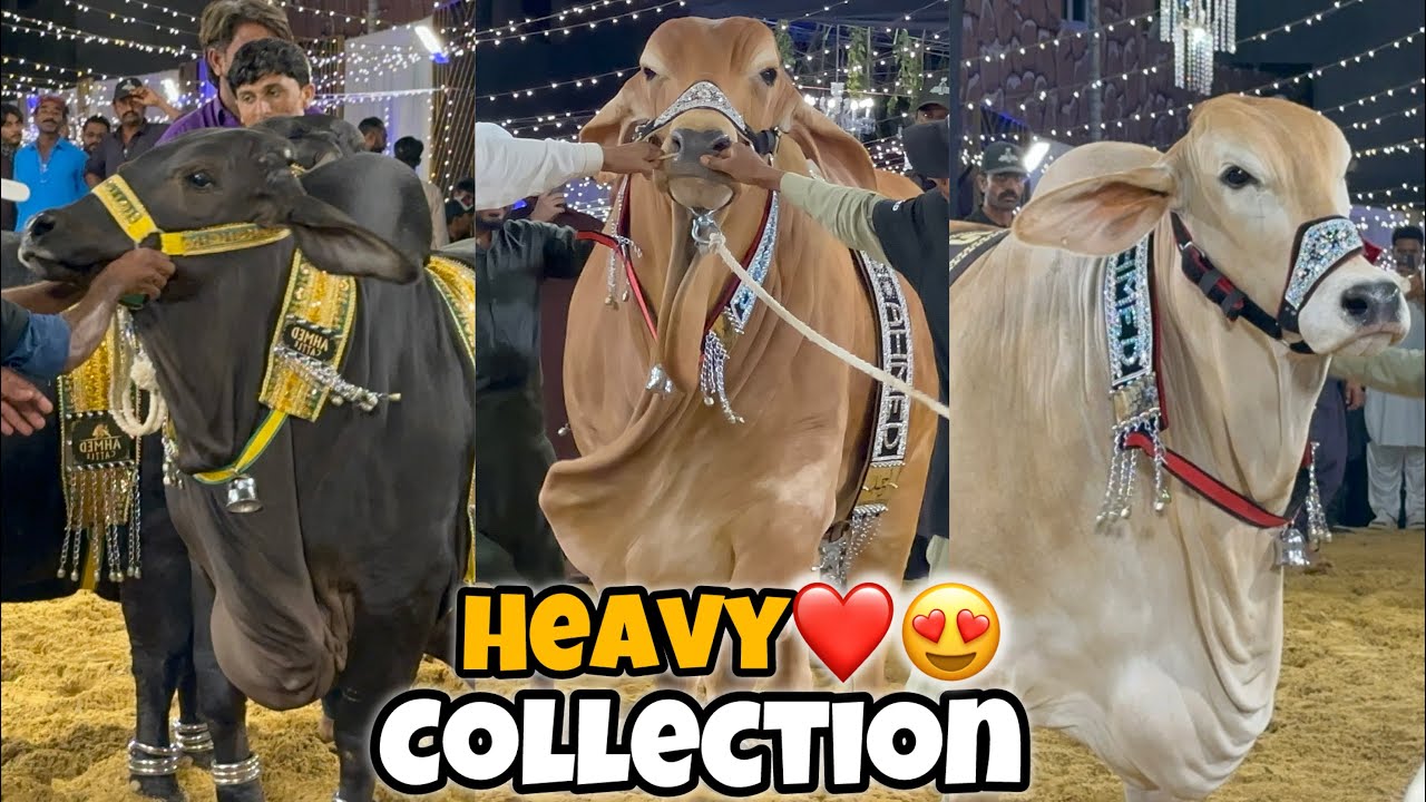 Grand Opening Ceremony💥|| AHMED CATTLE FARM || 2025 || Heavy Collection🐂🐃❤️❤️ || Dil Khush Hogaya ||