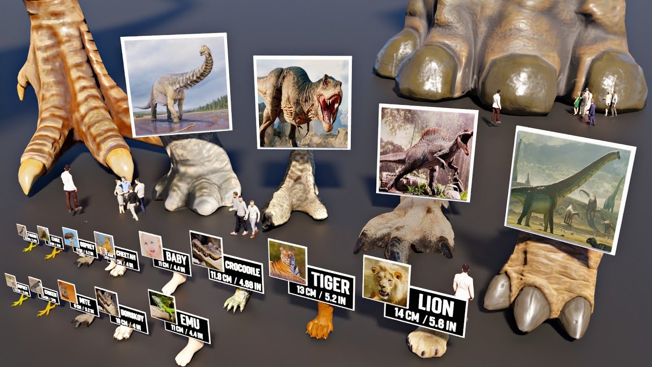 Feet Size Comparison 3D | Animal Size Monster Dinosaur Size