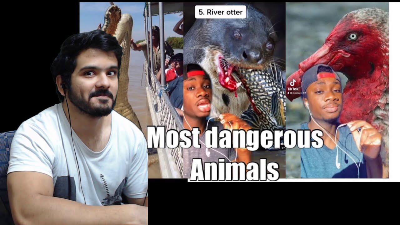 Most Dangerous Animals on Each Continent (Mndiaye_97 TikTok Compilation)
