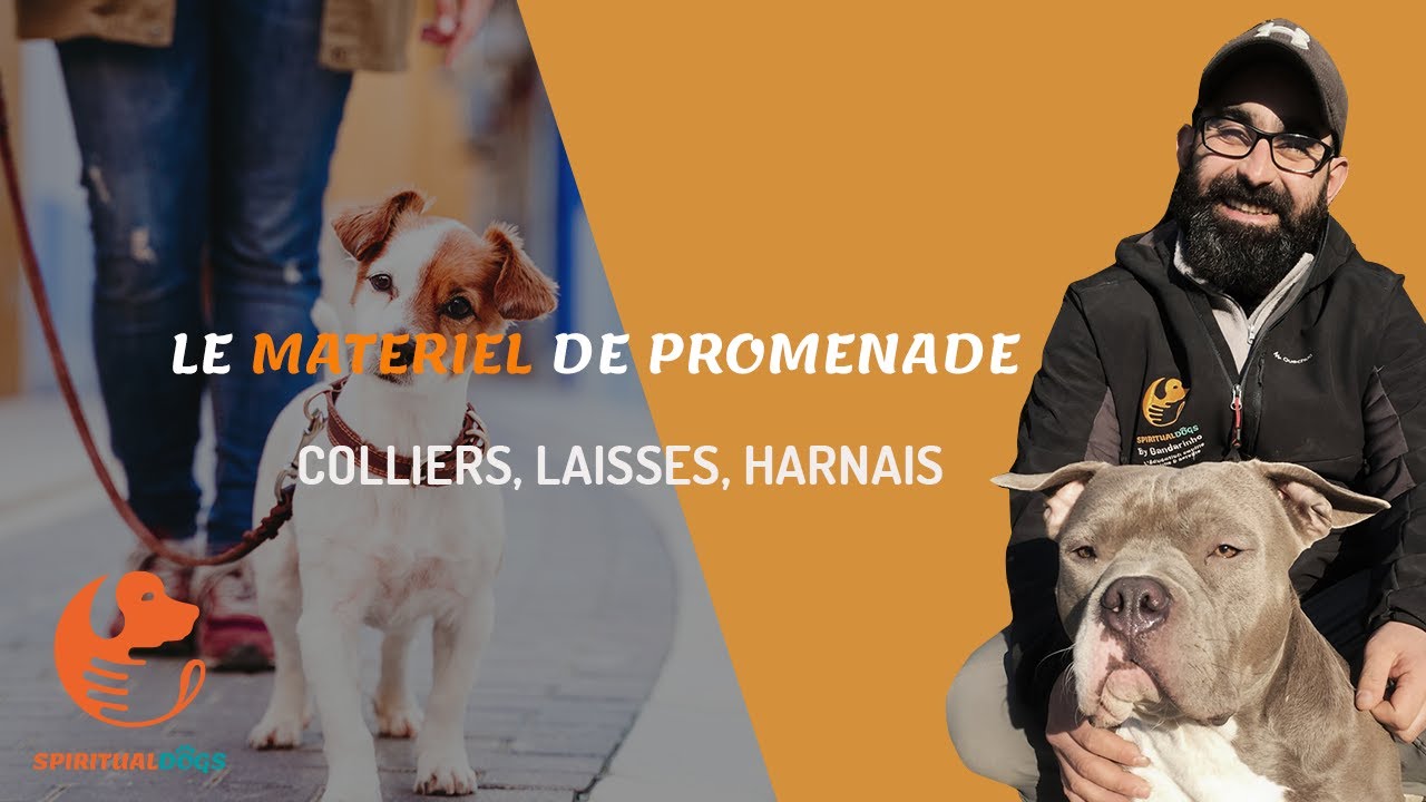 Harnais, laisse, collier : quel matériel utiliser pour mon chien ?