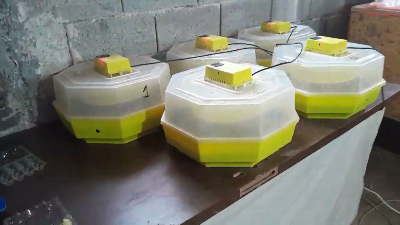 Ferma Prepelite Quail Farm 