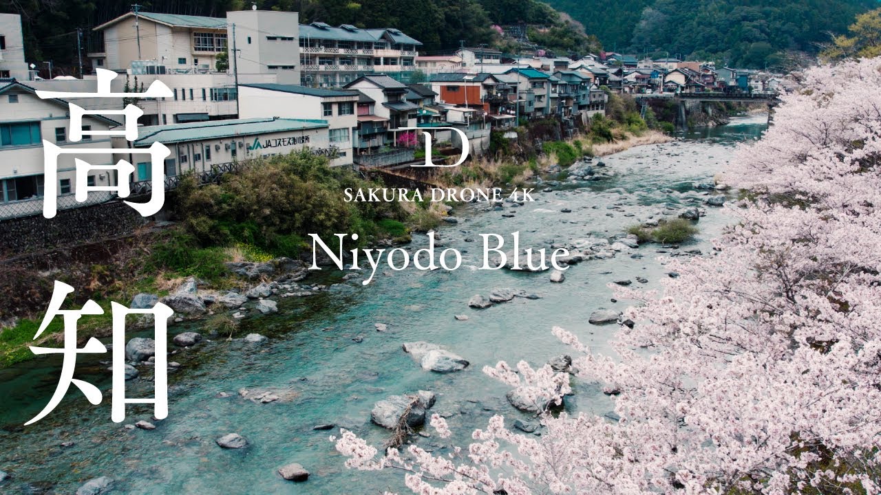 [桜ドローン撮影4K]高知県仁淀川町仁淀ブルーとひょうたん桜 / Niyodo Blue and Hyotan sakura, Niyodogawa, Kochi | 桜ドローンプロジェクト