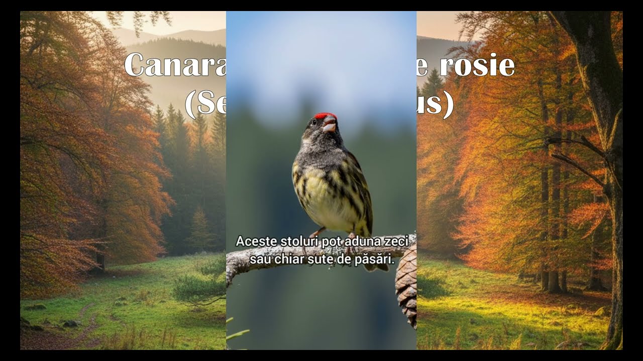 Compilatie Video - Despre ele pasarele ep.1