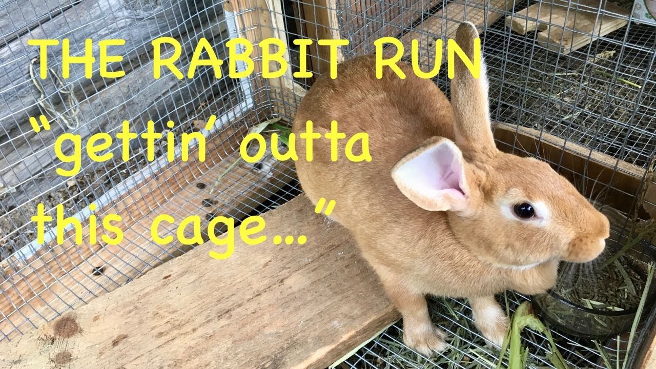 The Rabbit Run