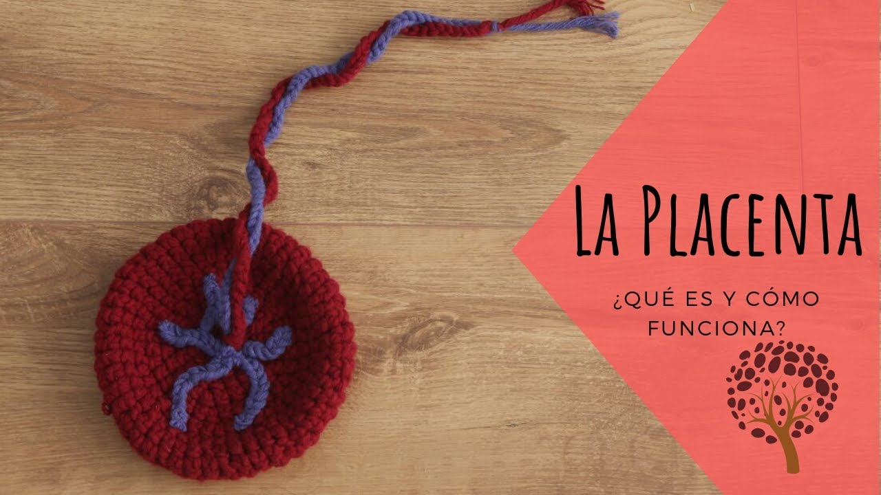 La PLACENTA: funciones