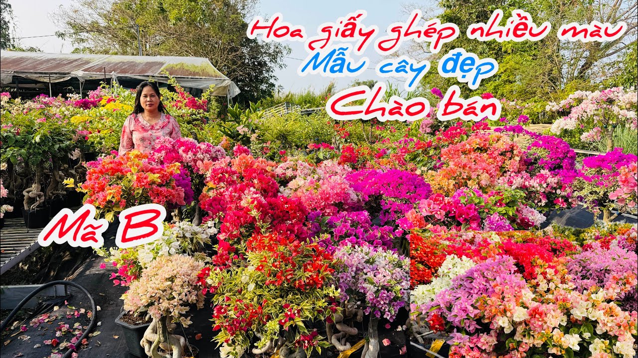 Hoa giấy ghép nhiều màu mẫu cây đẹp chào bán bao phí ship..24/02😘📲 0932.882.158.Ái-Vy 