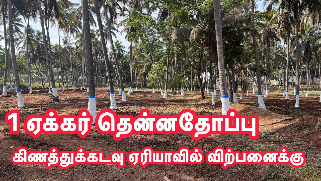1 ஏக்கர் தென்னதோப்பு கிணத்துக்கடவு ஏரியாவில் விற்பனைக்கு #kinathukkadavufarmland