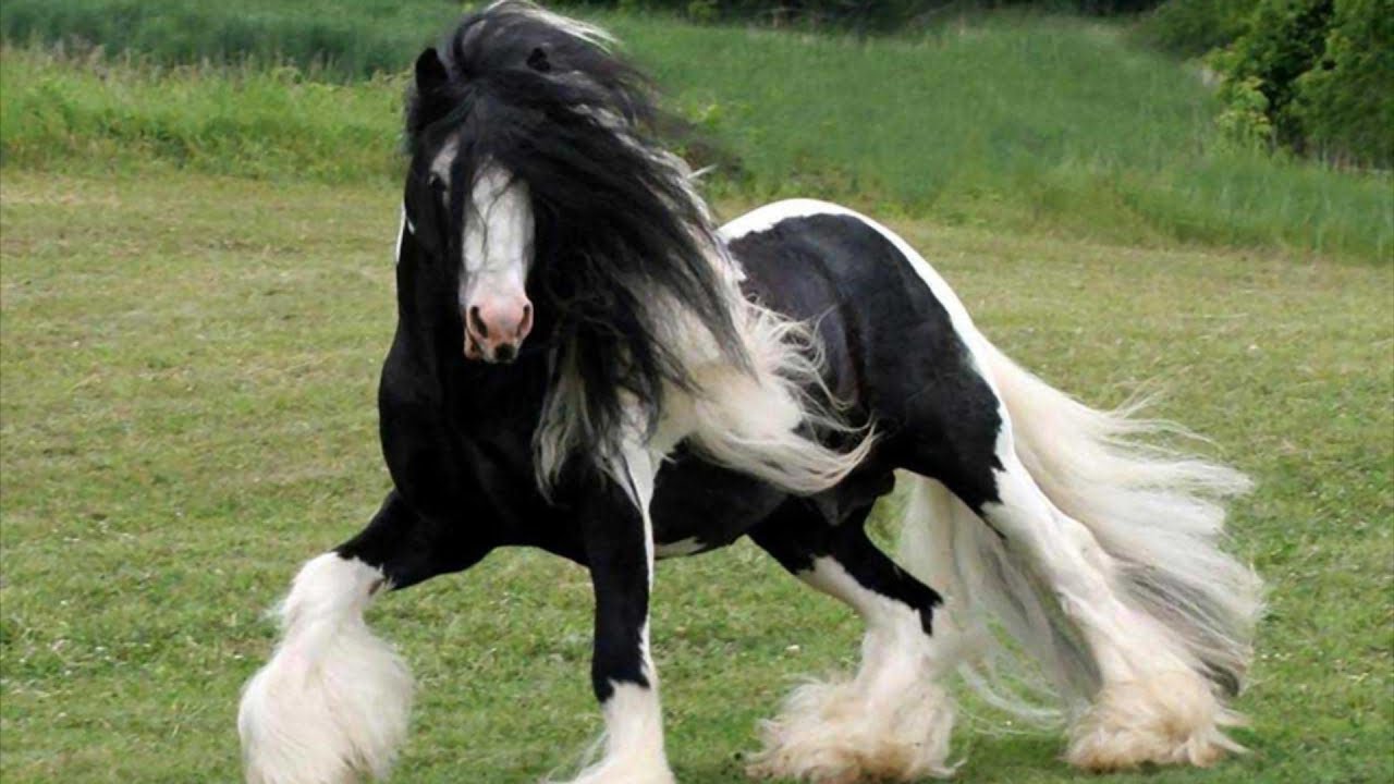Gypsy Vanner Horses | Bad Boy Looks, Family Manners