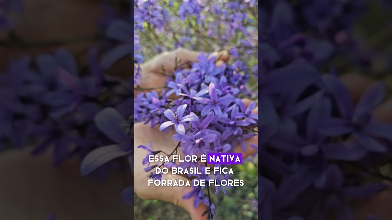 Flor de S&atilde;o Miguel &eacute; uma planta nativa do Brasil #flordes&atilde;omiguel #arbustos #jardim #paisagismos