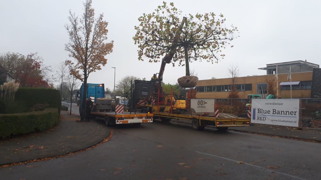 De HEREN van DEMONTEREN presenteren: Douwe Dokter - Verplanten en verplaatsen van grote dakplatanen