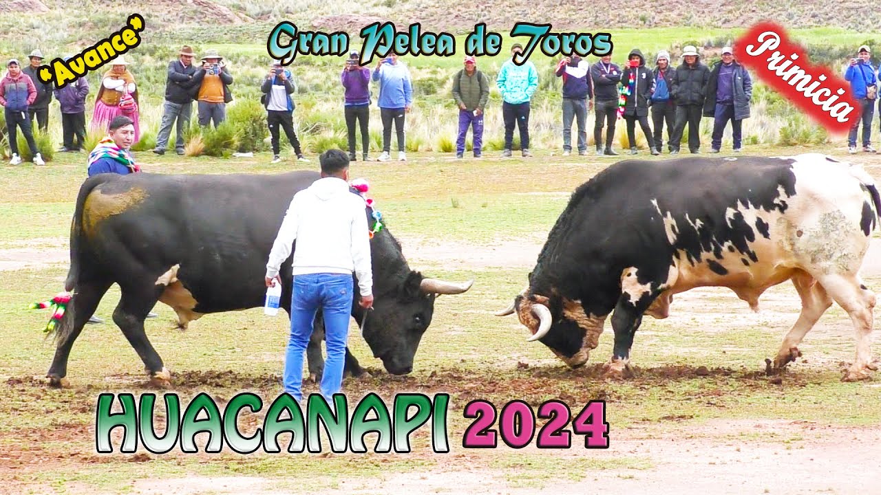 Pelea de Toros HUACANAPI 2024, 