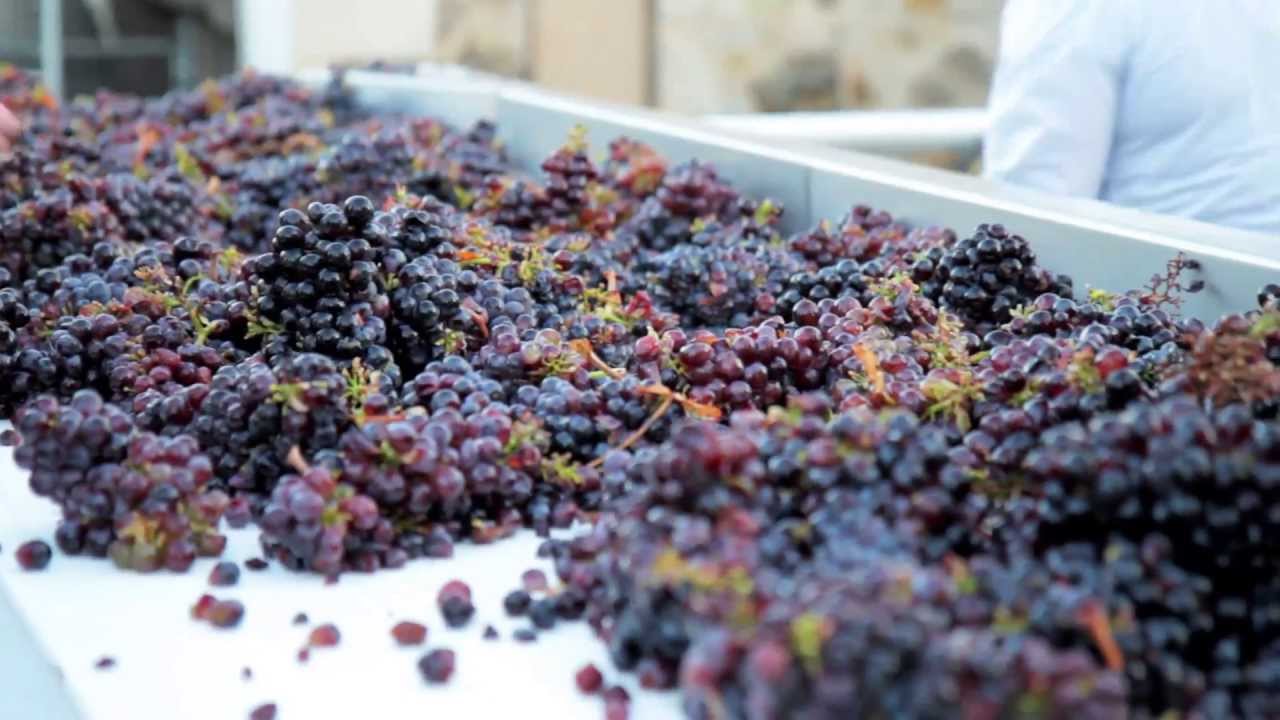 Harvest & Winemaking