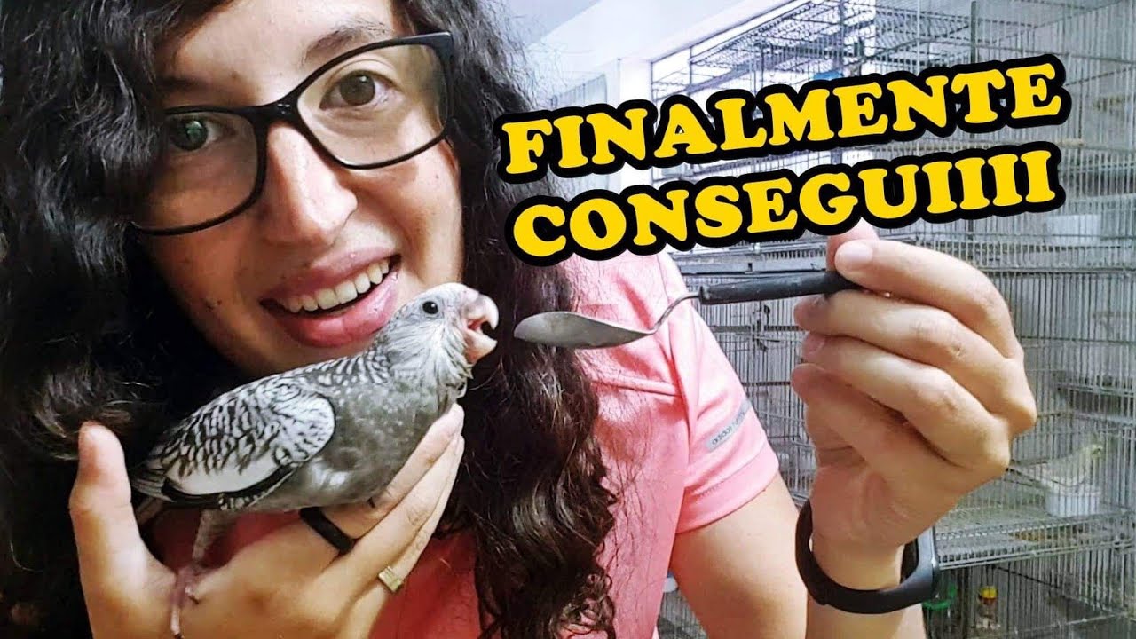 CONSEGUI ALIMENTAR A CALOPSITA NA COLHER - UDP