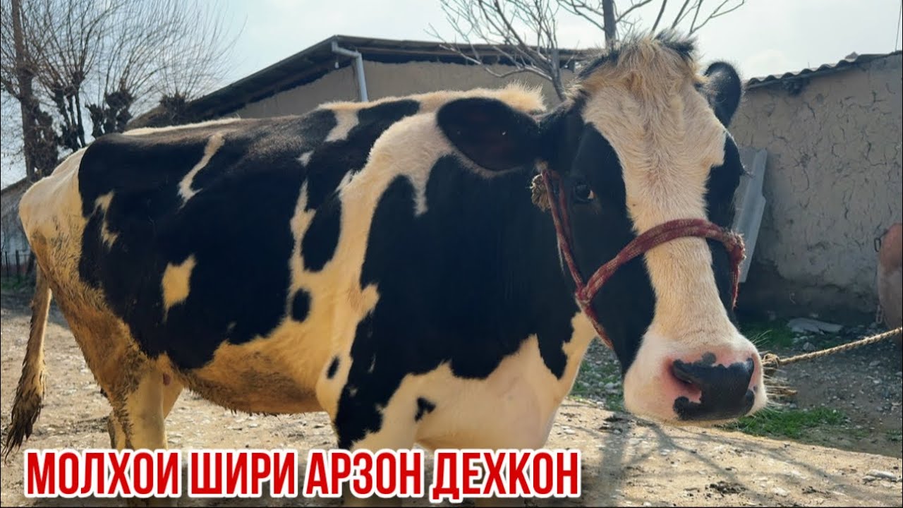 Молҳои шири деҳкон арзон 6 марта 2026 г.