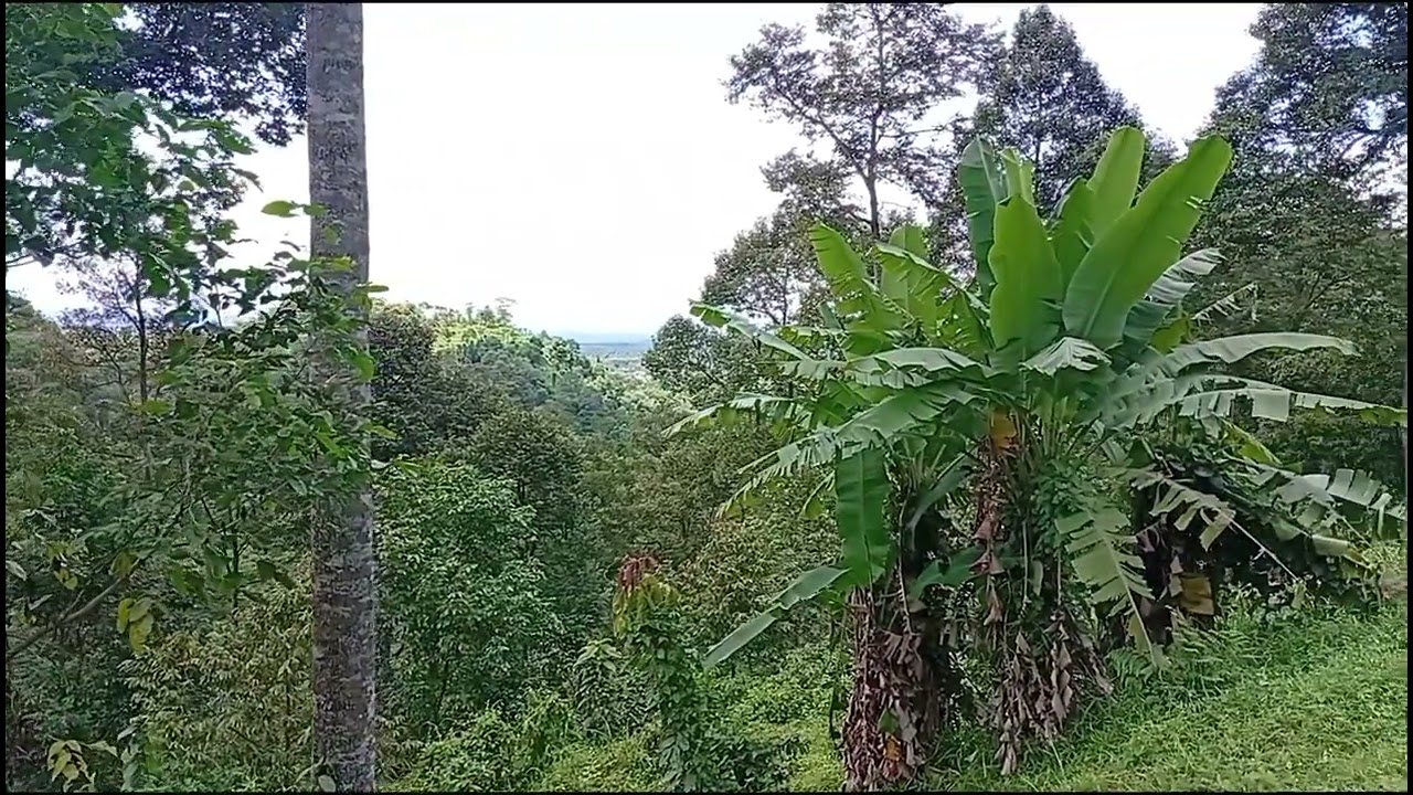 Kebun duren 