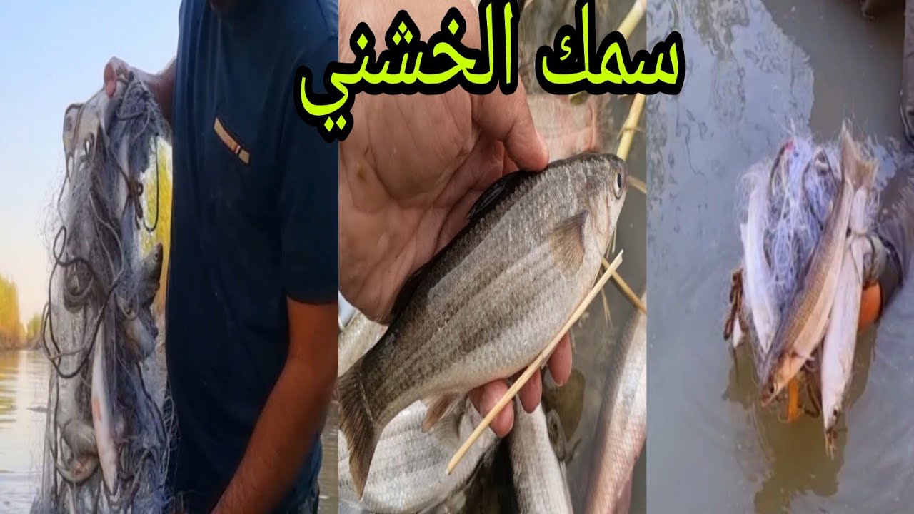 صيد سمك الخشني في الانهار العراقيه | مقطع ممتع