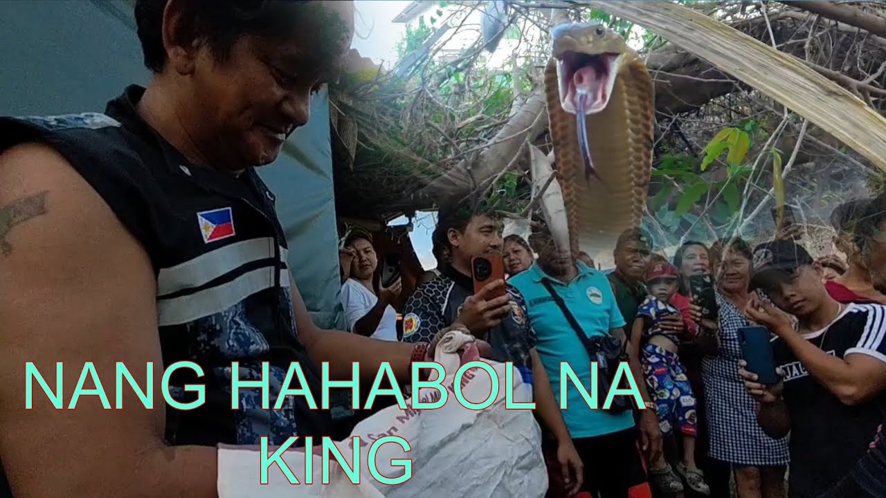 NANG HAHABOL NA COBRA AT KING COBRA SA SUBDIVISION 