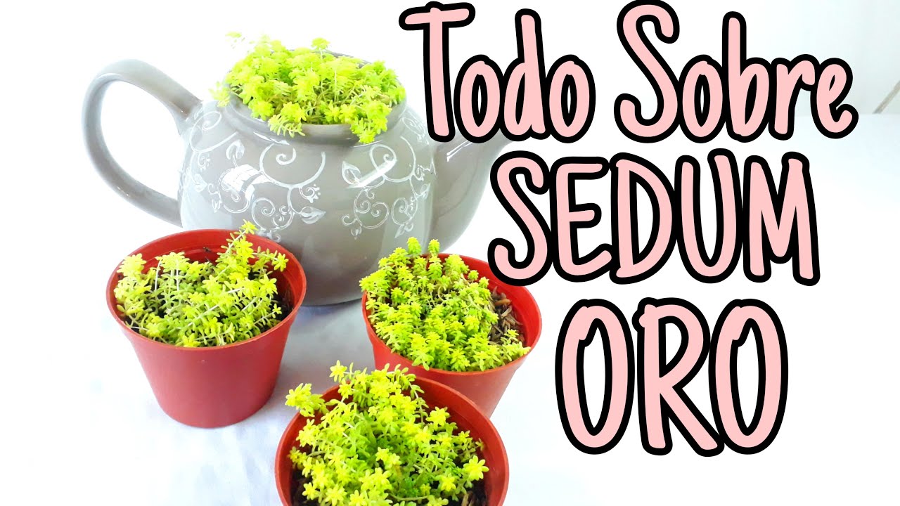 Sedum ORO JAPONICUM!!! (Cuidados y REPRODUCCION)
