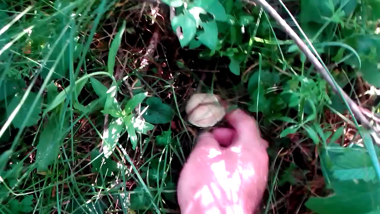 Calocybe gambosa o perrechicos 23 de junio 2019