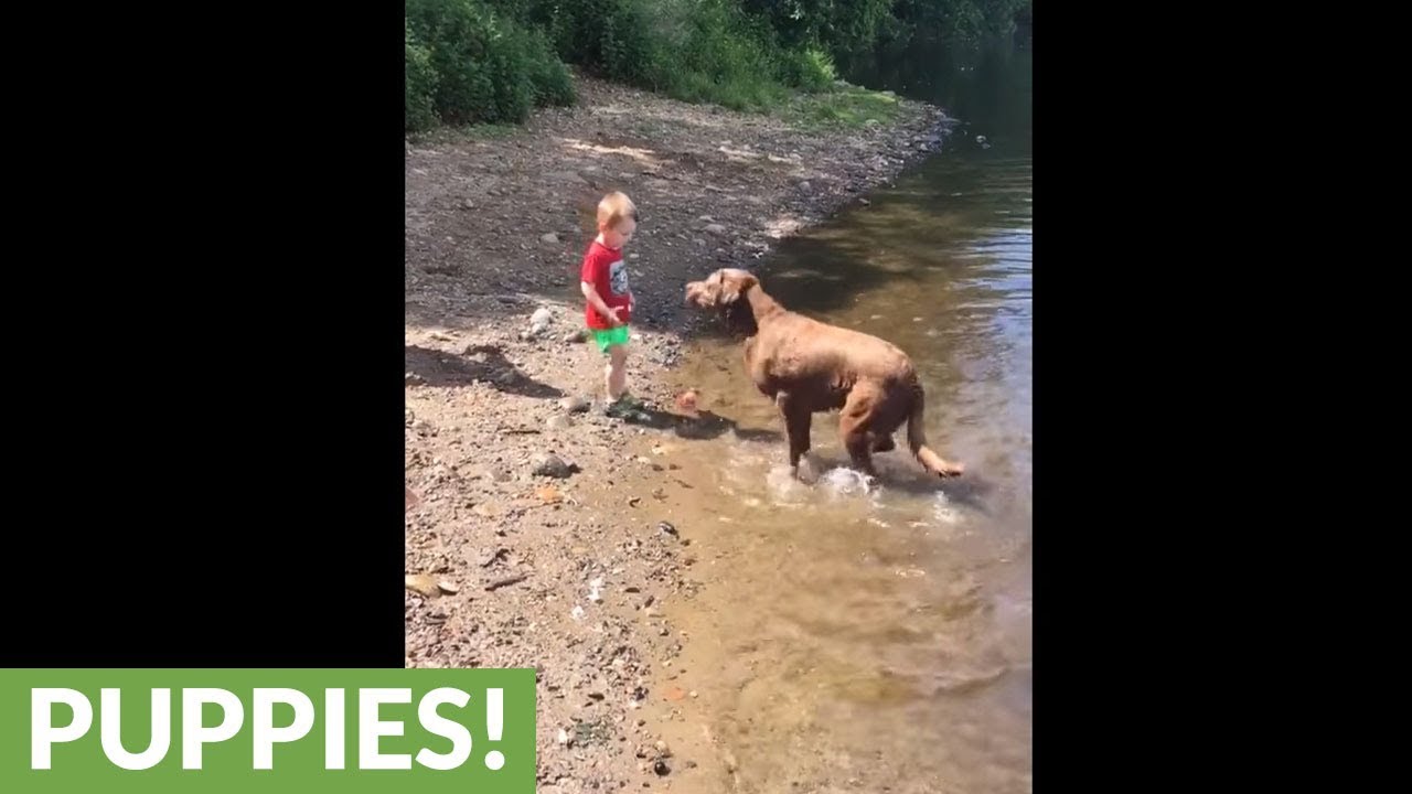 Little boy and babysitting dog play fetch in river