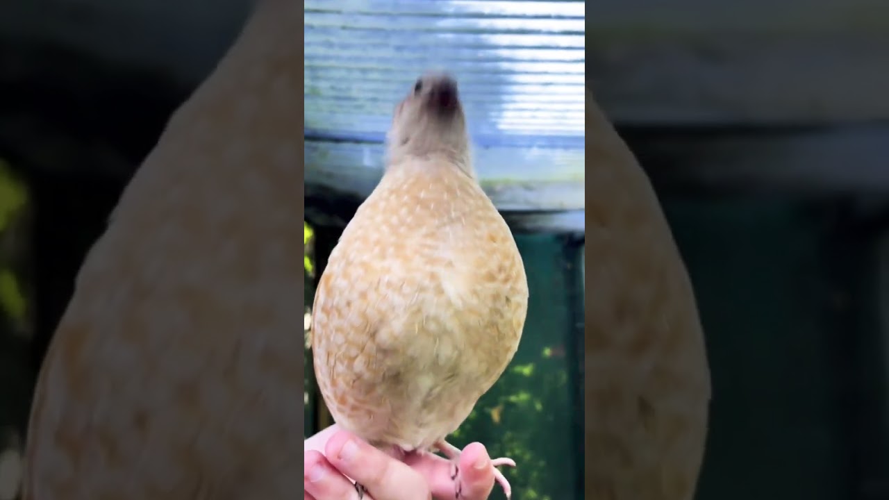 Quail Bird Sound #quail_bird #sound
