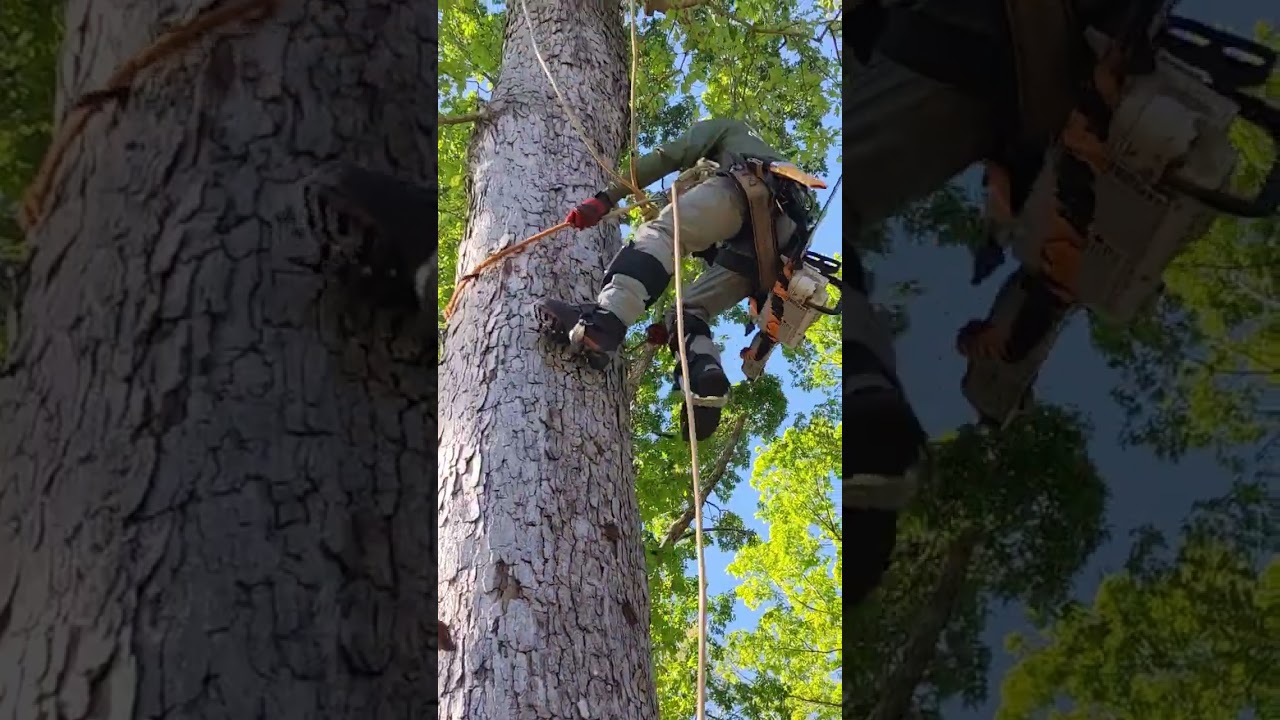 Aprende como escalar &aacute;rboles 🌳