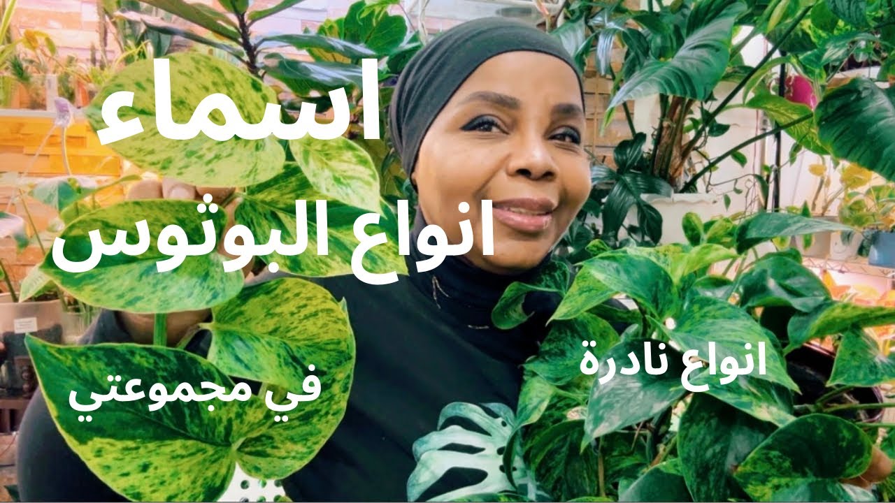 أسماء نبات البوثوس في مجموعتي وانواع نادرة شانقريلا و أمبيليسيوم