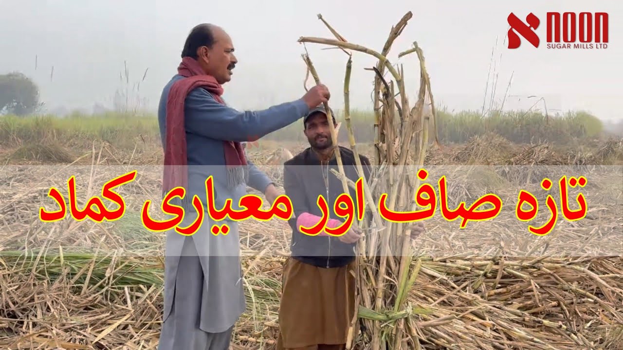 کماد کی صفائی کیوں ضروری ہے؟ بہتر وزن، آسان سپلائی اور مکمل ادائیگی