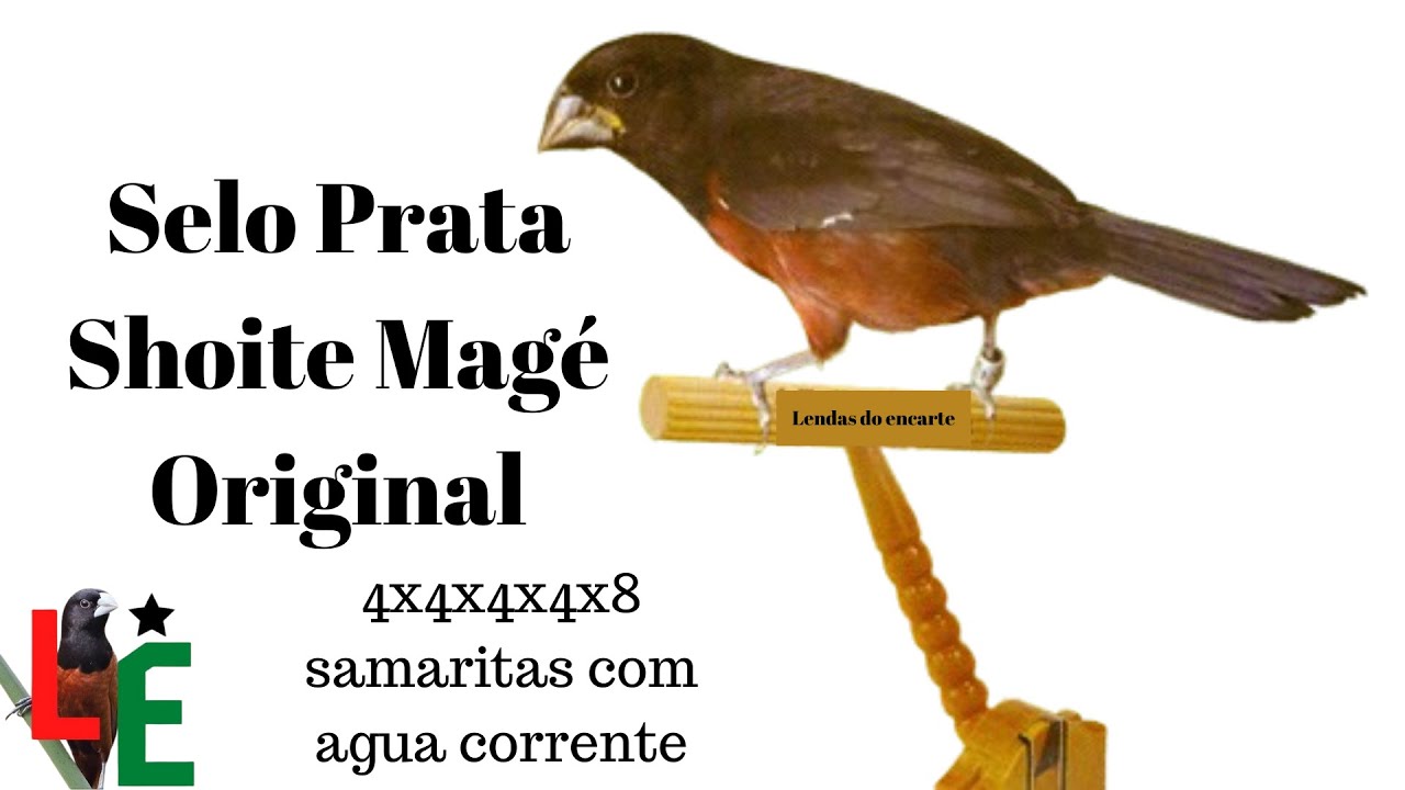 Selo Prata Shoite Magé Original para encarte de filhotes - curió praia clássico