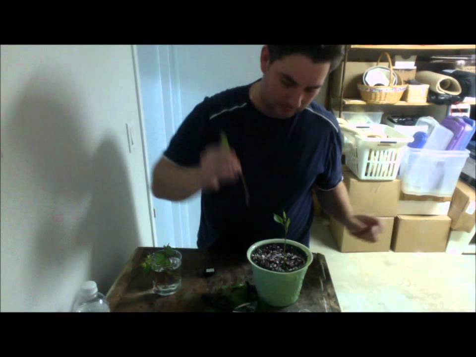 Propagating hardy kiwi from cuttings