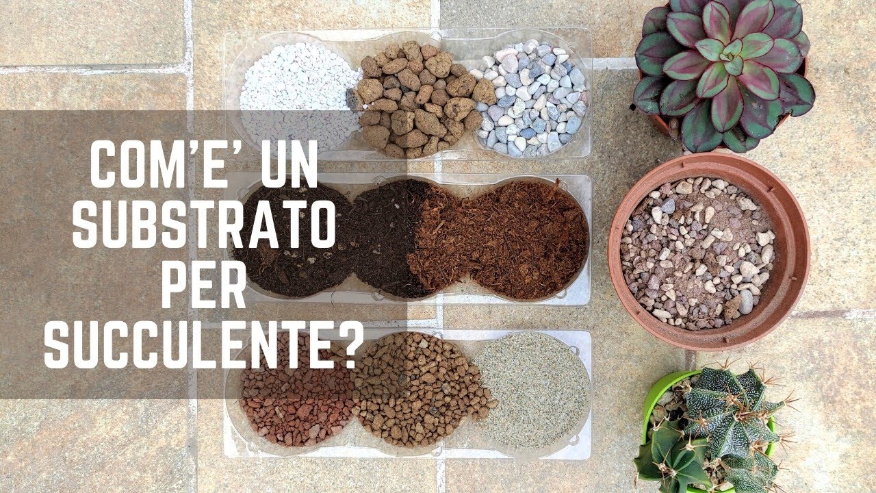 Qual è il TERRICCIO GIUSTO per piante grasse e succulente?