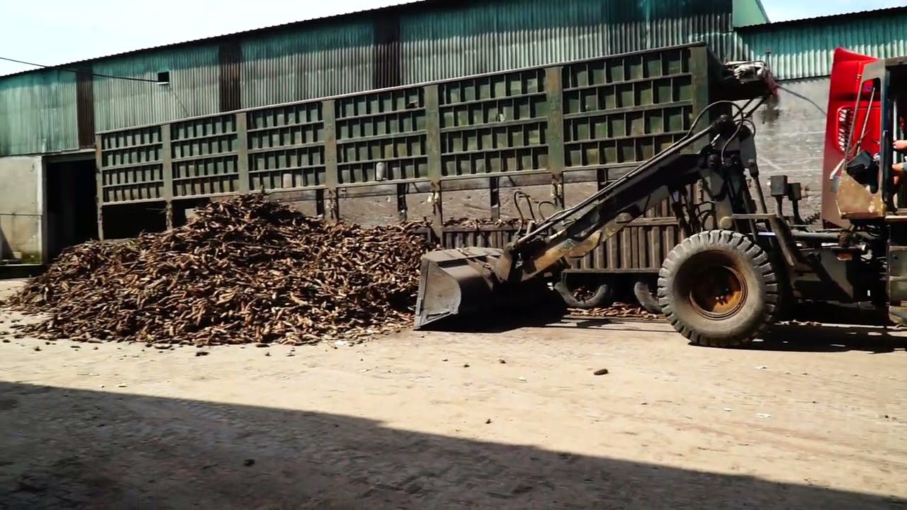 THE RAW MATERIALS USED IN THE TAPIOCA STARCH PRODUCTION PROCESS.