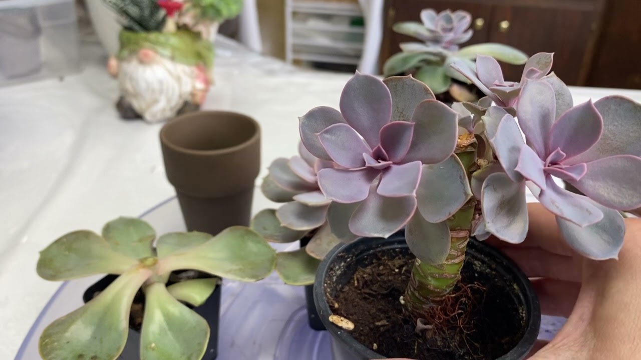Propagating perle von nurmberg succulent- reduce succulent height - stem propagation