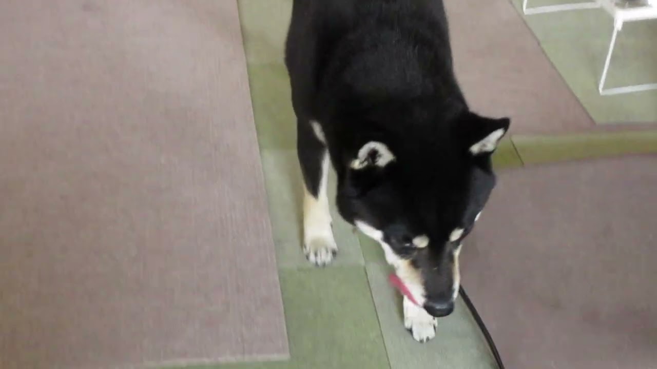 【オススメ】黒柴ワハハと笑える日々「柴犬と遊ぶ日々」2018.11.07