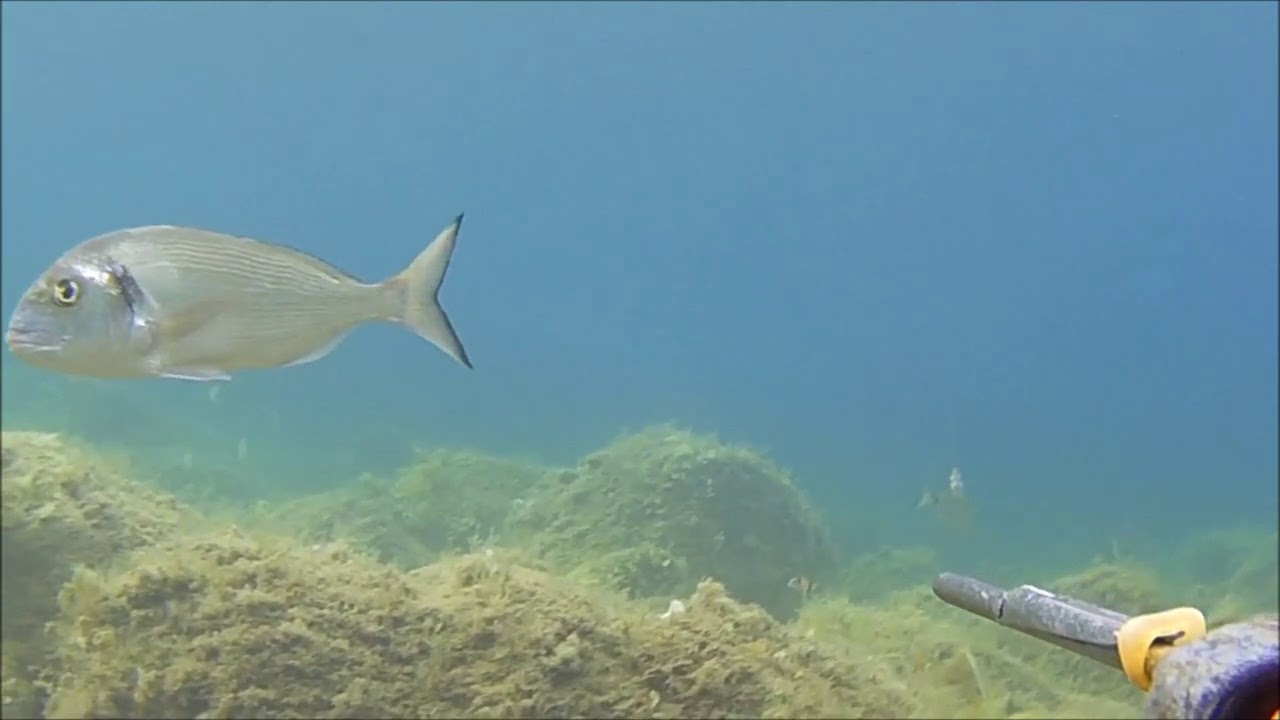 tecnica orata per principianti e non pesca sub spearfishing