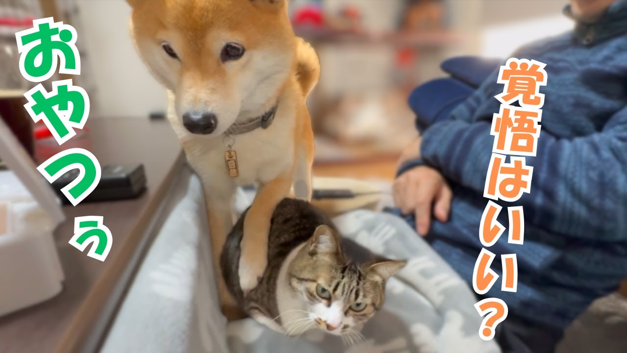 おやつ欲しさに踏み台にされた元野良猫がぺろぺろ攻撃で柴犬に仕返をしする