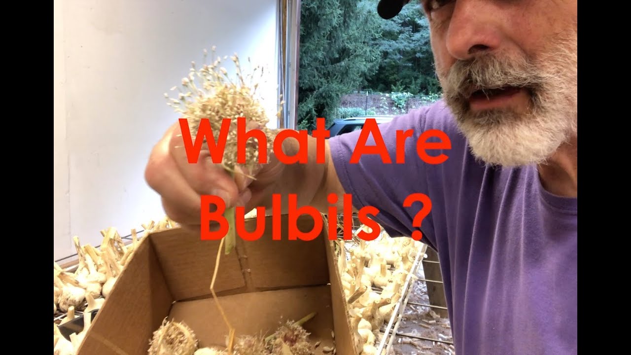 Can you grow Garlic from Bulbils & Why