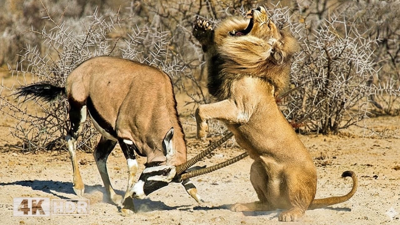 Chasse ratée, terrible riposte | Lion blessé par de longues cornes | Documentaire Animalier