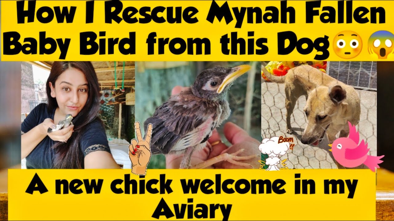 How I rescue mynah bird chick| चिडिया के बचचे को कुतै से बचाया#rescuebird#animallovers#birdslovers
